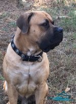 Boerboel Triton Wears Proudly Exclusive Leather Dog Collar from FDT