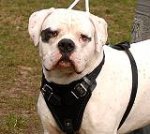 Training Padded Leather Dog Harness Perfect For Your American Bulldog H1