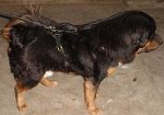 Agitation / Protection / Attack Leather Dog Harness - H1_10