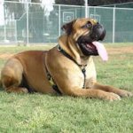 Best Leather Canine Harness for Bullmastiff Training, Walking, Tracking
