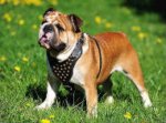 Studded Walking dog harness made of leather And Created To Fit English Bulldog and similar breeds - product code H15_1