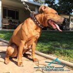Tornado Has Gorgeous Look in Handmade Leather American Pit Bull Terrier Collar