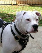 Bulldog Tracking Walking leather padded dog harness