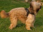 Nylon multi-purpose dog harness for tracking / pulling Briard
