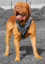 Dogue De Bordeaux Spiked Dog Harness-French mastiff dog harness