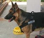 Buster German Shepherd wearing Better control everyday all weather dog harness - H17