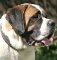 Felt Padded Leather Dog Collar for Saint Bernard Training and Walking