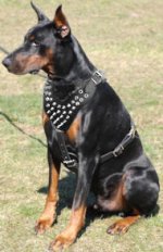 Doberman Pinscher Spiked leather Dog Harness