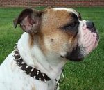 Tank English Bulldog looks wonderful in Leather Spiked Dog Collar - s33