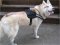 Siberian Husky wearing our exclusive All Weather Reflective harness H6plus