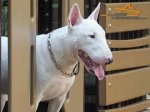 English Bullterrier Bullet Controlled with Curogan Martingale Dog Collar