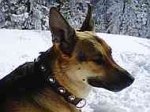 Gorgeous Wide Leather Dog Collar - Fashion Exclusive Design - c73_1
