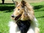 Padded Chest Support Leather Dog Harness Perfect For Your Collie H1