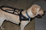 Short leather dog leash - L8 - perfectly fits Trapper's new Guide Harness