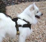 American Eskimo Dog Tracking / Pulling / Agitation Training Leather Dog Harness - H5