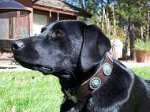 Jane looks great in our Gorgeous Wide Brown Leather Dog Collar - Fashion Exclusive Design