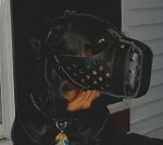 Rottweiler Nicko Presents Air Ventilated Leather Dog Muzzle for Agitation Work