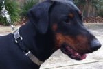Doberman is astonishing NEW 2017 NECK TECH FUN STAINLESS STEEL dog prong collar