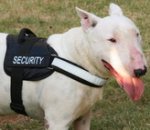 Bull Terrier All Weather Reflective harness H6plus