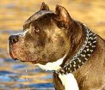 Pitbull Walking Leather Dog Collar with Spikes and Studs