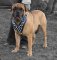 Bullmastiff Big Spiked Dog Harness- Leather Deluxe dog harness