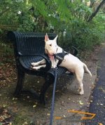 Bullet on a Walk in His Best Nylon Harness for Pulling, Tracking, Training and SAR