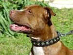 Glamorous Leather Pitbull Collar with Button-like Brass Studs