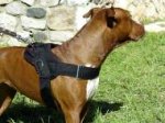 Waterproof Lightweight Nylon Pitbull Harness for Tracking, Pulling, Training, Walking