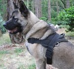 Kimo Akita looking Great in All Weather Extra Strong Nylon Harness - H6