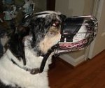 Louie Catahoula mix looking Gorgeous in Basket Dog Muzzles (All Sizes)