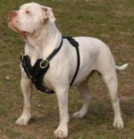 Exclusive Luxurious Handcrafted Padded Leather Dog Harness am-bulldog