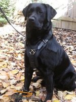 Harley Looks Superb in Padded Leather Harness for Labrador