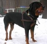 Tracking / Pulling / Agitation Leather Dog Harness For Rottweiler