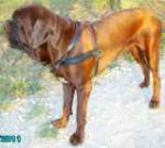 Korean Mastiff Tiny wearing our H5 padded walking dog harness