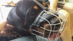 Happy Rottweiler in our Lightweight Wire Cage Dog Muzzle