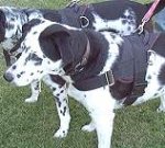 All Weather Nylon dog harness for tracking / walking Designed to fit Dalmatian - H6_1