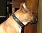 Bella looks great in our Royal Nappa Padded Hand Made Leather Dog Collar - Fashion Exclusive Design - code C43
