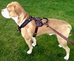 Duke wearing our Agitation / Protection / Attack Leather Dog Harness H1