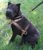 Sharpei Pulling/Tracking Leather Dog Harness-Shar pei harness