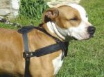 Tracking / Pulling / Agitation Leather Dog Harness For Amstaff H5