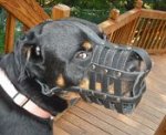Madison happy with her Everyday Light Weight Super Ventilation Rottweiler muzzle - product code M41