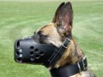 Leather dog muzzle perfect for Malinois M31