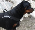 Rottweiler better control everyday all weather dog harness - H17