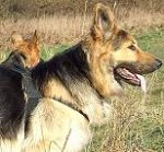 Diesel in Non-Restrictive Dog Harness Designed for German Shepherd