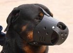 Everyday Rottweiler Leather dog muzzle - product code M51