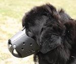 Everyday Newfoundland Leather dog muzzle - product code M51
