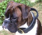 Boxer Leather Dog Collar 2 ply wide with handle