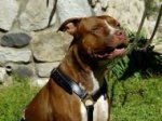 Agitation Leather Dog Harness Padded_44