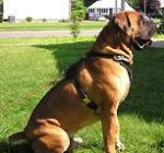 Adjustable Padded Leather Dog Harness for Training/Walking/Agitation Work