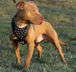 Studded Walking Leather Dog Harness for Pitbull